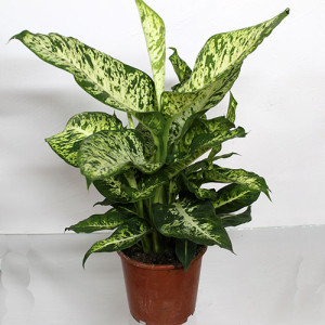 Диффенбахия Марс 65 см.